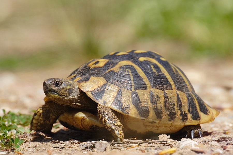Græsk Landskildpadde