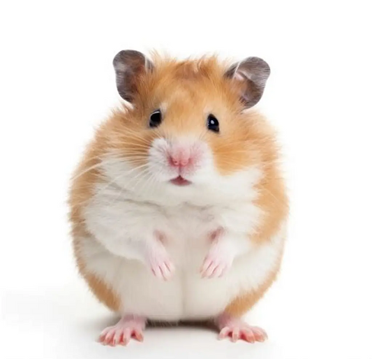 Guldhamster